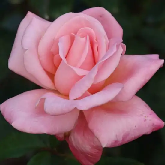 Trandafiri hibrizi Tea - Trandafiri - Cosmopolitan™ - 